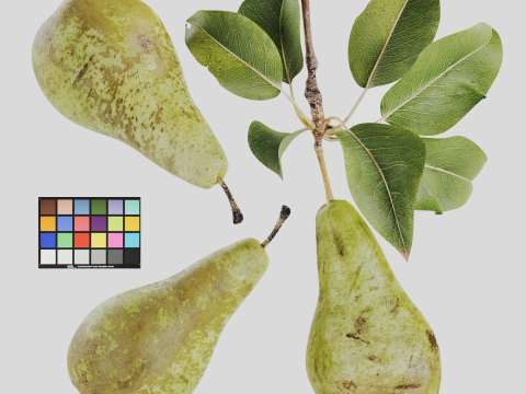 Pear 3D Model