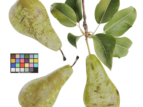 Pear 3D Model