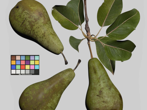 Pear 3D Model