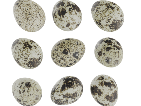 Qauil eggs 3D Модель