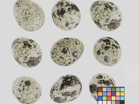 Qauil eggs Model 3D