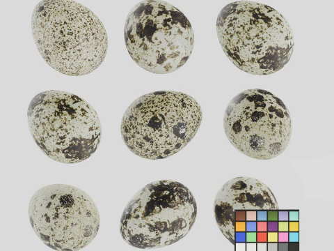 Qauil eggs 3D Model