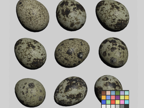 Qauil eggs Model 3D