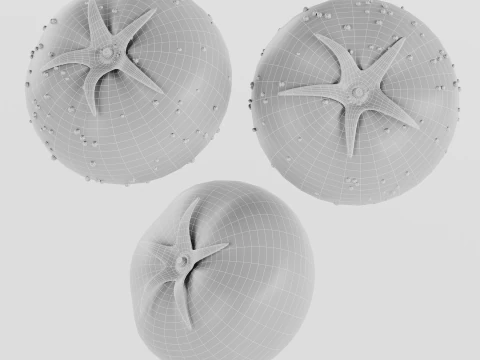 Tomato 3D Model