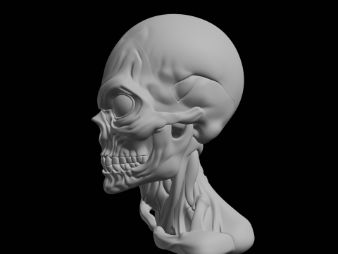 Angry Skull Bust 3D Print Model