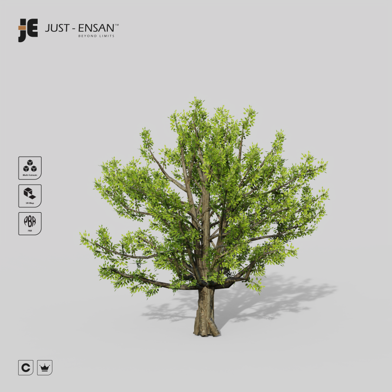 Коричне камфорне дерево 3D Модель .c4d .max .obj .3ds .fbx .stl .blend 