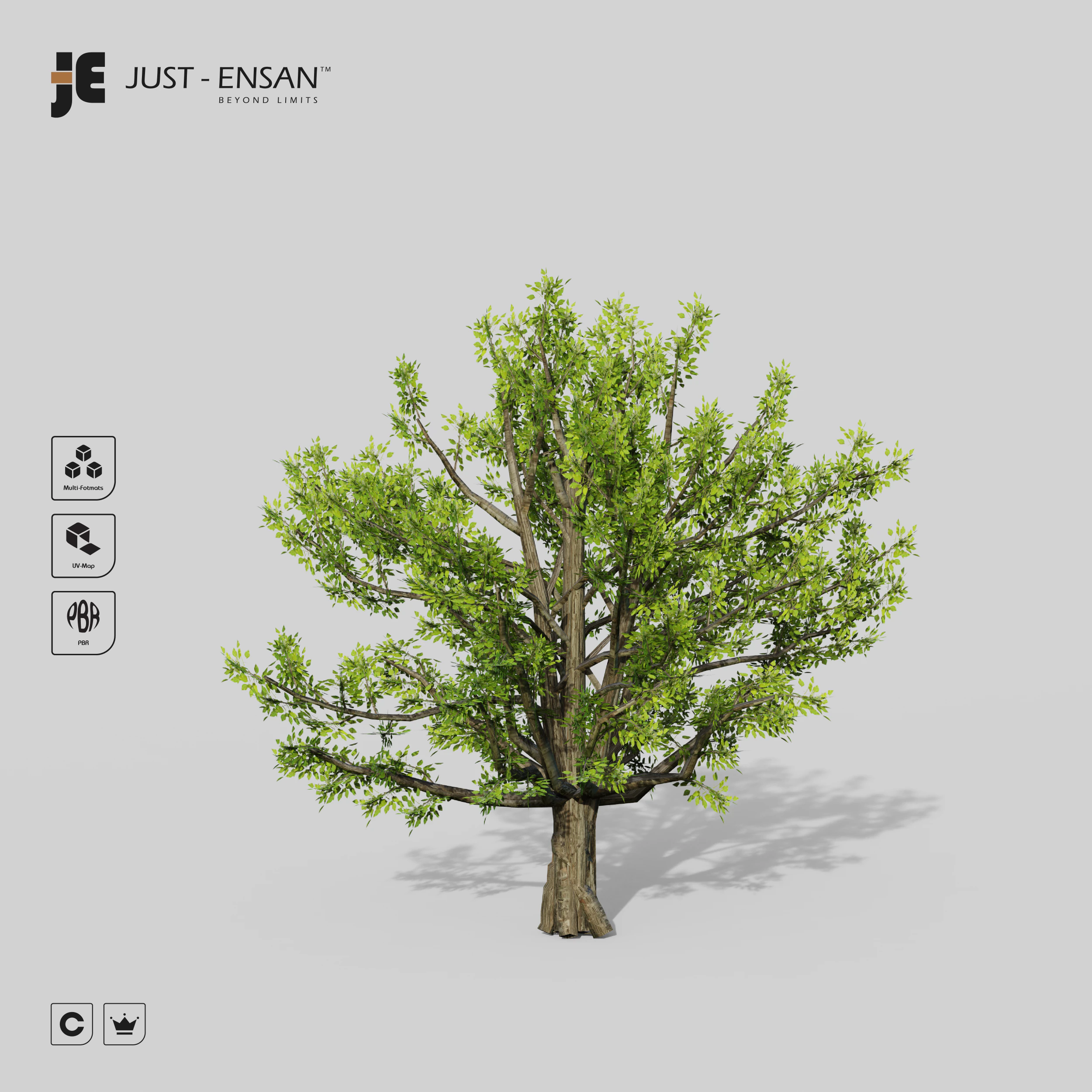 Cinnamomum Camphora Tree 3D Model .c4d .max .obj .3ds .fbx .stl .blend 
