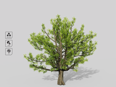 Cinnamomum Camphora-Baum 3D Modell
