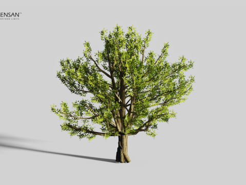 Коричне камфорне дерево 3D Модель