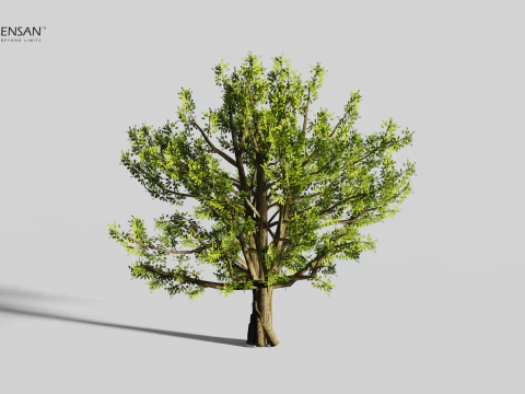 Cinnamomum Camphora Tree 3D Model