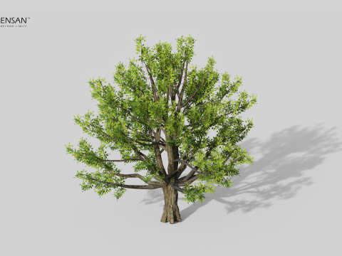 Коричне камфорне дерево 3D Модель