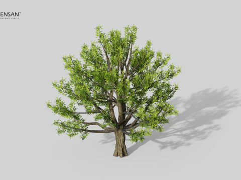 Cinnamomum Camphora Tree 3D Model