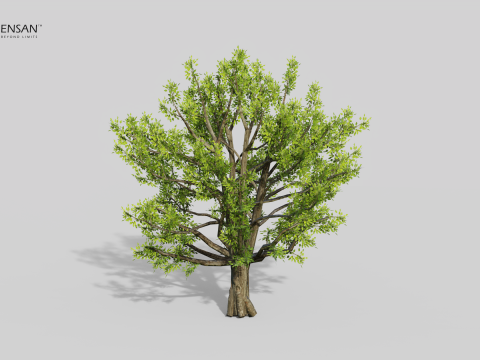 Коричне камфорне дерево 3D Модель