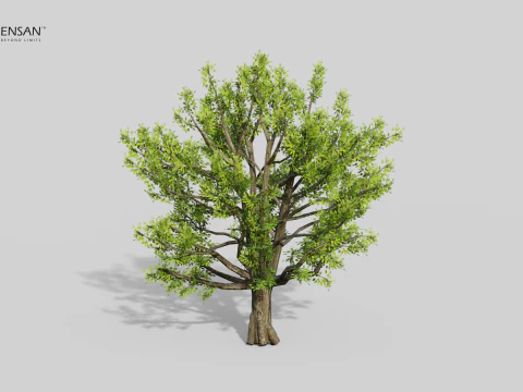 Cinnamomum Camphora Tree 3D Model
