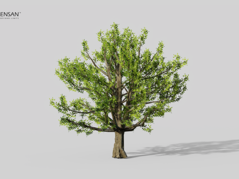 Коричне камфорне дерево 3D Модель