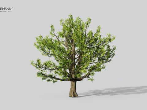 Cinnamomum Camphora Tree 3D Model