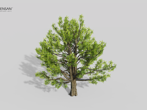 Коричне камфорне дерево 3D Модель