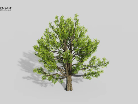 Cinnamomum Camphora Tree 3D Model