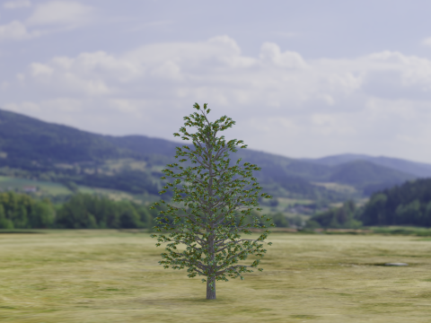 Arnold Tree 3D Model