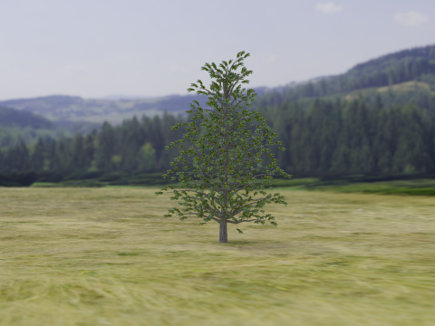 Arnold Tree 3D Model