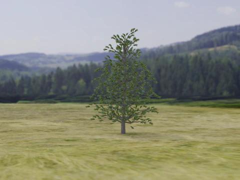 Arnold Tree 3D Model