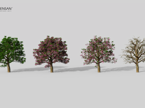 Chorisia Speciosa Tree - 4 Seasons 3D Model