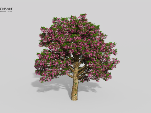 Chorisia Speciosa Tree - 4 Seasons 3D Model