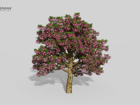 Chorisia Speciosa Tree - 4 Seasons 3D Model