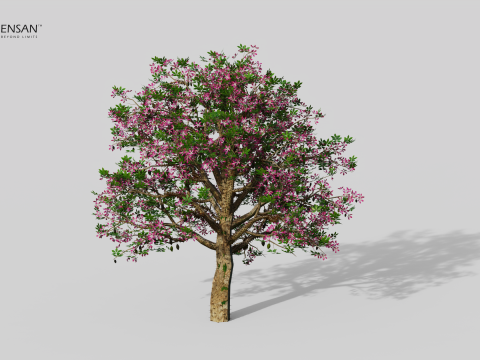 Chorisia Speciosa Tree - 4 Seasons 3D Model