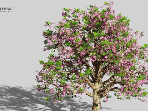 Chorisia Speciosa Tree - 4 Seasons 3D Model