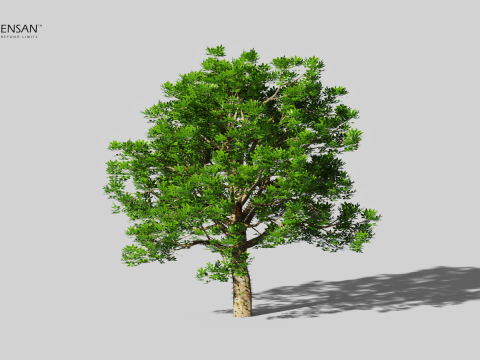 Chorisia Speciosa Tree - 4 Seasons 3D Model