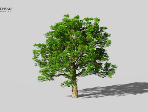 Chorisia Speciosa Tree - 4 Seasons 3D Model