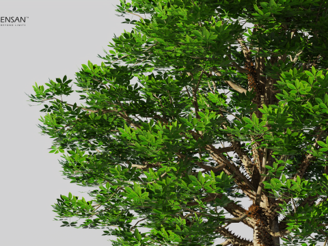 Chorisia Speciosa Tree - 4 Seasons 3D Model