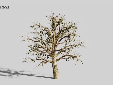 Chorisia Speciosa Tree - 4 Seasons 3D Model
