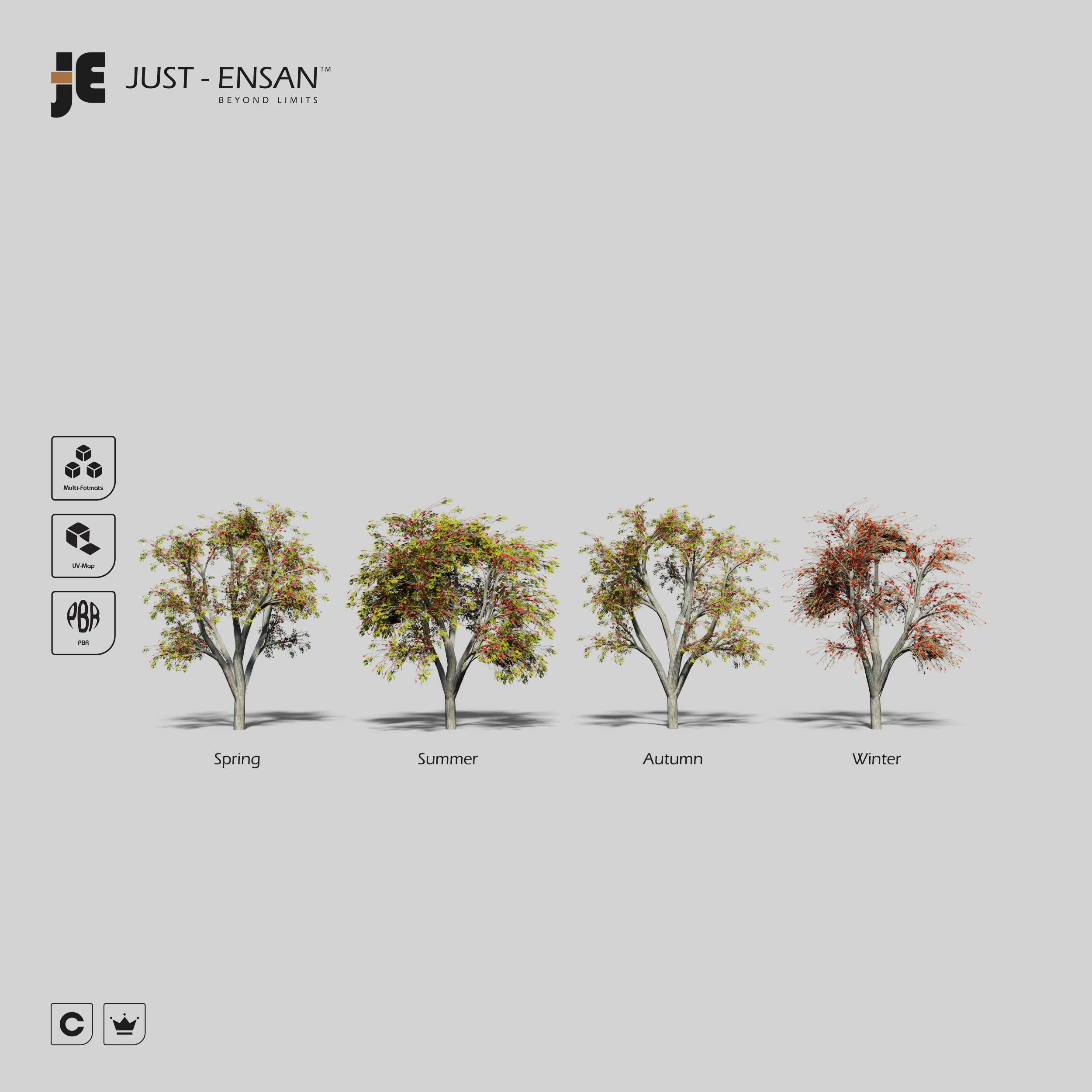 Erythrina Lysistemon Tree - 4 Seasons 3D Model .c4d .max .obj .3ds .fbx .stl .blend 