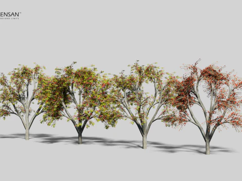 Erythrina Lysistemon Tree - 4 Seasons 3D Model