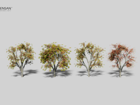 Erythrina Lysistemon Tree - 4 Seasons 3D Model