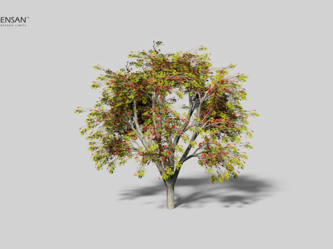 Albero di Erythrina Lysistemon - 4 stagioni Modello 3D