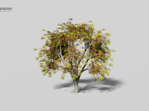 Erythrina Lysistemon Tree - 4 Seasons 3D Model