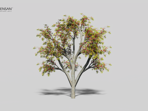 Albero di Erythrina Lysistemon - 4 stagioni Modello 3D