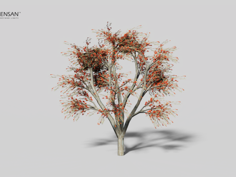 Albero di Erythrina Lysistemon - 4 stagioni Modello 3D