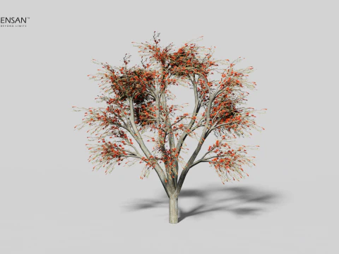 Erythrina Lysistemon Tree - 4 Seasons 3D Model