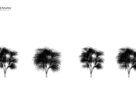 Albero di Erythrina Lysistemon - 4 stagioni Modello 3D