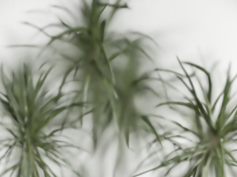 Indoor Plant 669 3D Model