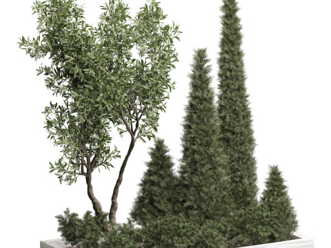 Pine Olive Shrub Ensemble Outdoor Plant 220 3D Model