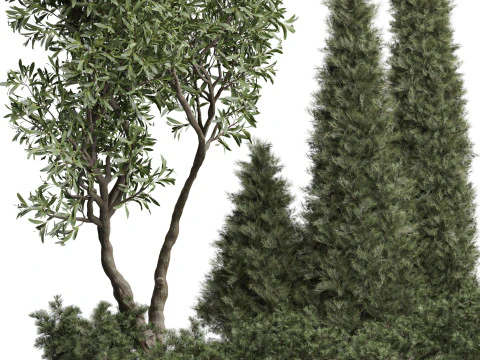 Pine Olive Shrub Ensemble Outdoor Plant 220 3D Model