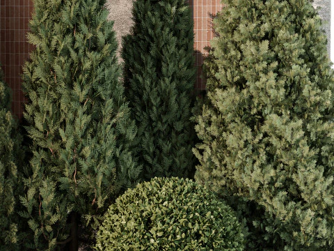 Outdoor Plant 219 3D Model