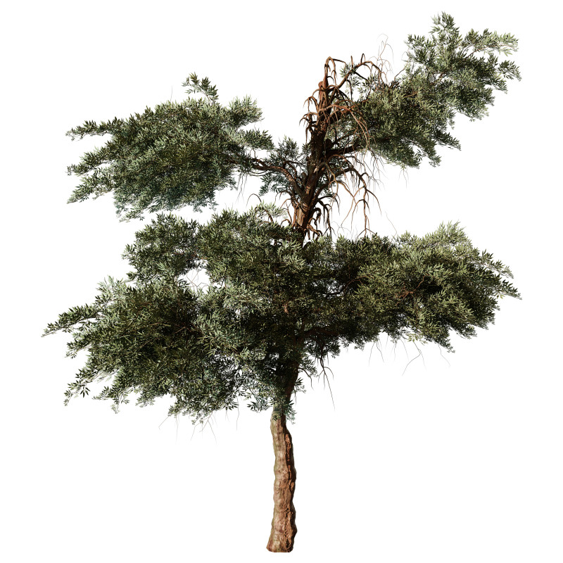 Olea earopaea tree vol 41 3D Model .c4d .max .obj .3ds .fbx .stl .blend 