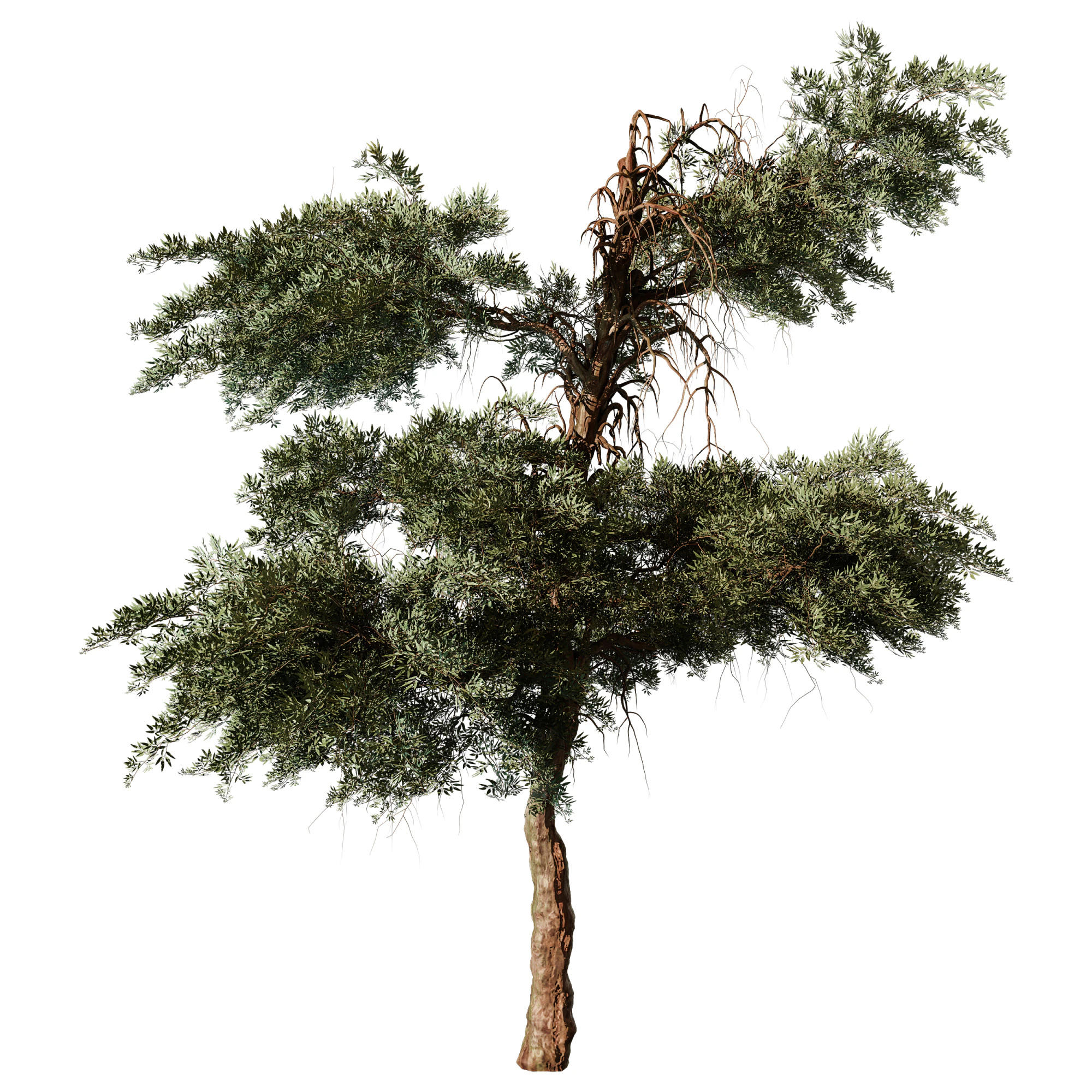 Olea earopaea tree vol 41 3D Model .c4d .max .obj .3ds .fbx .stl .blend 