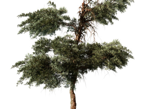 Olea earopaea tree vol 41 3D Model